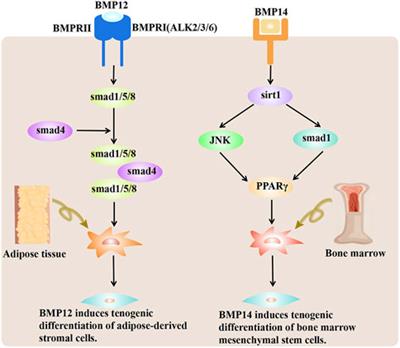 Growth factors in the treatment of Achilles tendon injury